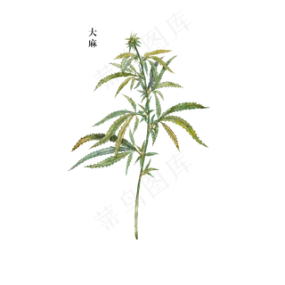 手绘草本中药药材大麻 手绘草本中药药材大麻