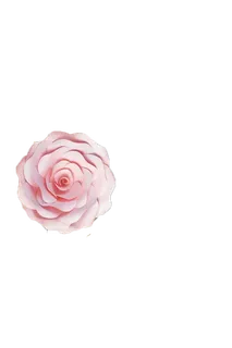 免抠雏菊山茶花植物矢量