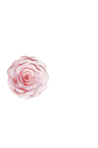 免抠雏菊山茶花植物矢量