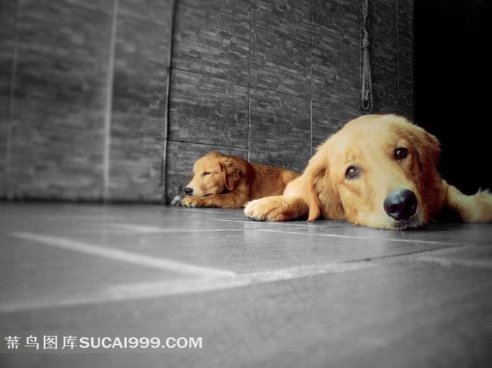 趴在地上的金毛犬
