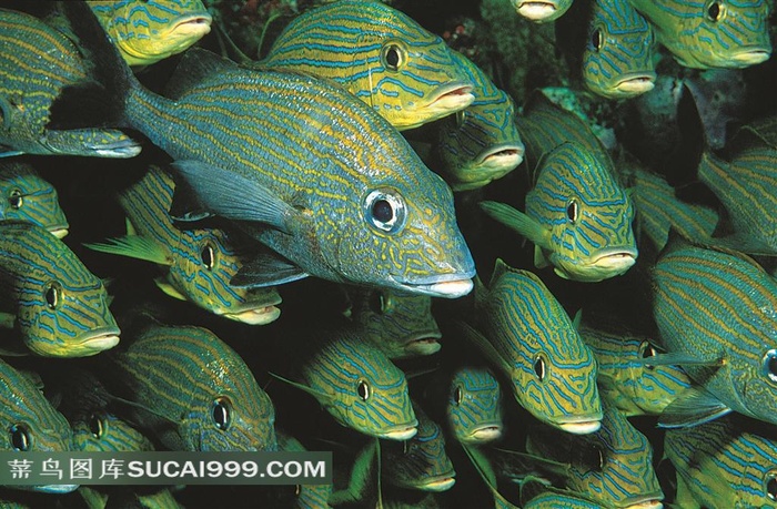 深海鱼群海洋生物摄影