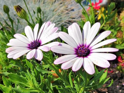 淡紫色花朵灿烂图片