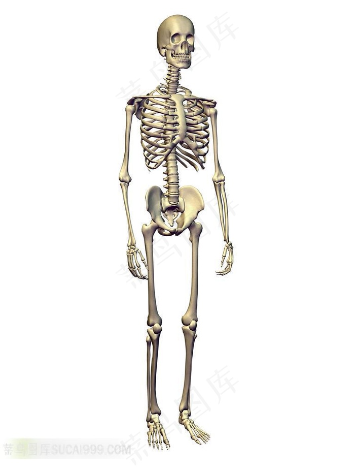 站立的人体骨骼