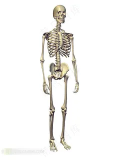 站立的人体骨骼 站立的人体骨骼