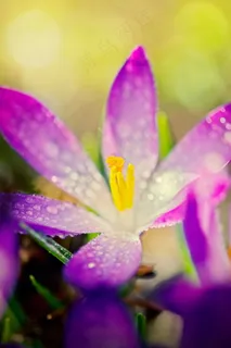 玫红色鲜花图片 玫红色鲜花图片
