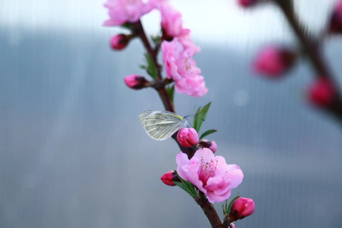 蝴蝶桃花特写图