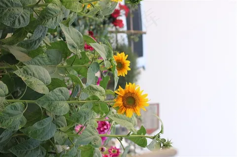 天空下的唯美向日葵