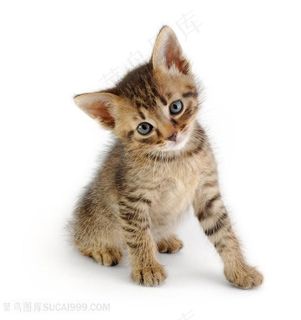 撒娇小猫咪图片