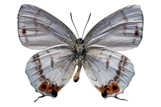 蝴蝶 彩蝶 花蝴蝶 动物 昆虫 免抠