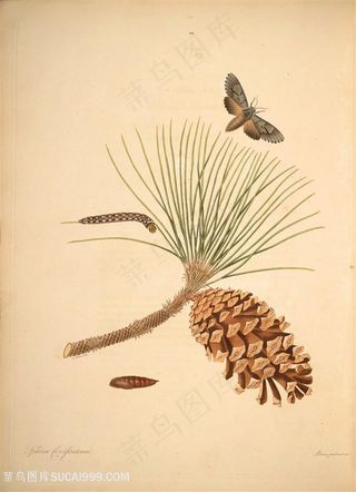 蝴蝶植物松树枝唯美复古图谱