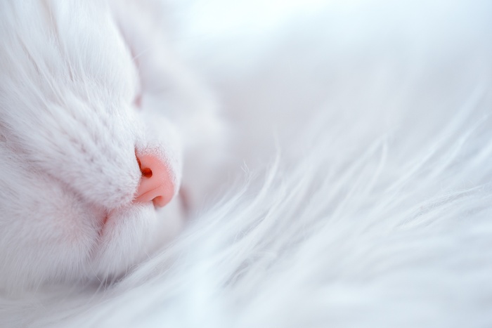 可爱猫猫图片