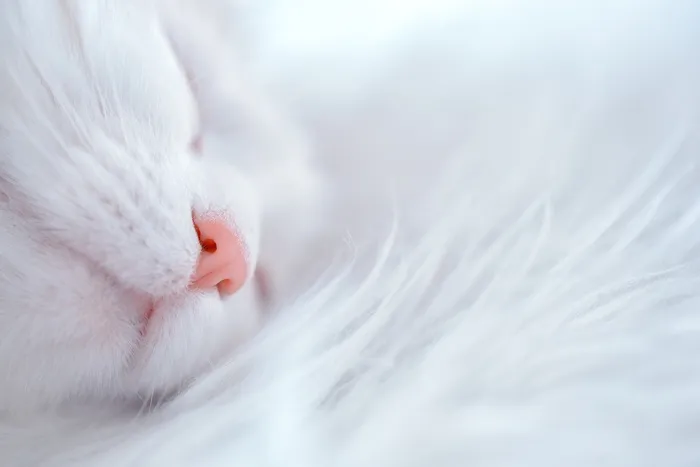 可爱猫猫图片
