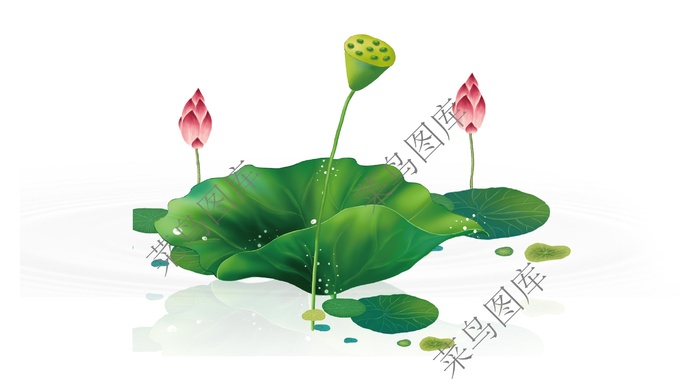 荷花倒影高清图ai矢量模版下载