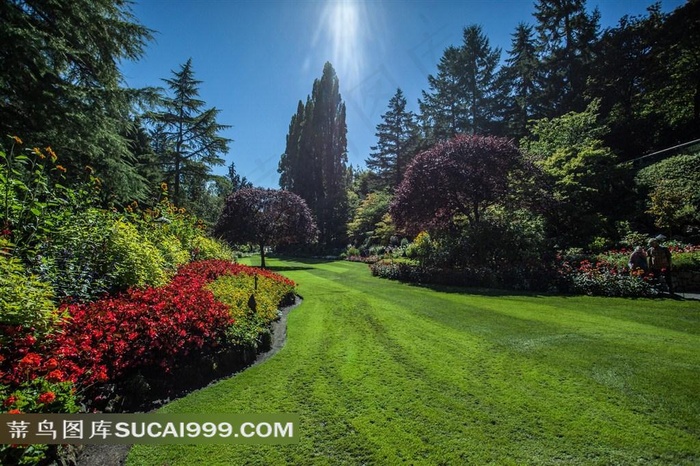 公园绿色植物照片