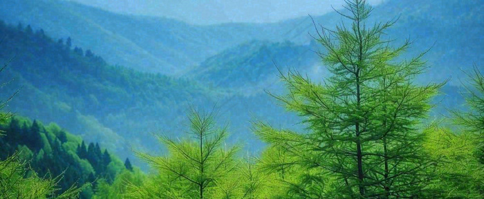 绿色树冠，绿色森林山脉，春天摄影图(1712x704)