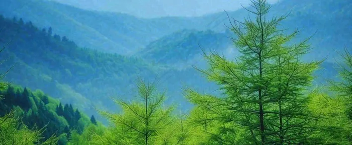 绿色树冠，绿色森林山脉，春天摄影图(1712x704)