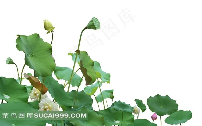 荷花荷叶莲蓬白色背景