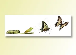 由虫到蝴蝶高飞