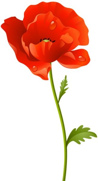 罂粟花PNG透明图片免抠(327x600)