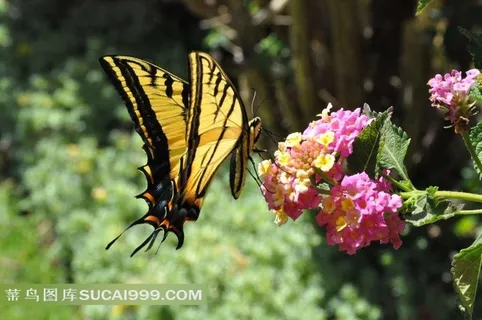 黄色的花蝴蝶 黄色的花蝴蝶