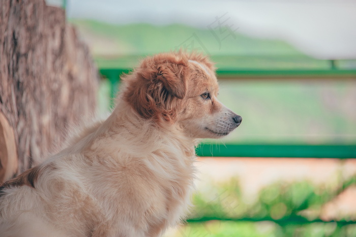 成年犬摄影图片