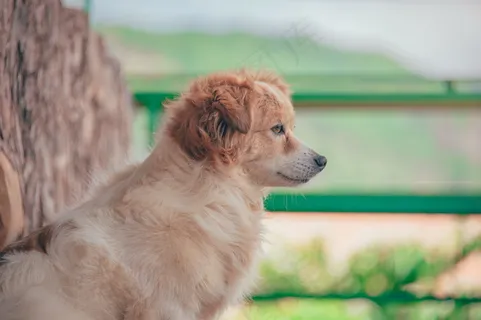成年犬摄影图片 成年犬摄影图片