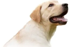 拉布拉多犬 PNG免抠(300x200)