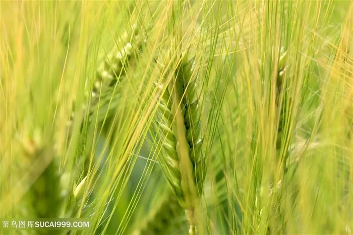 唯美食物小麦