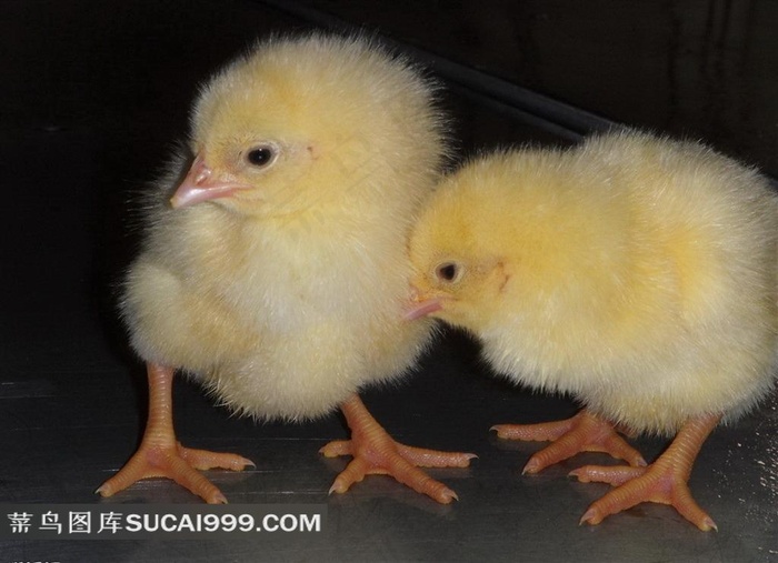 可爱的小鸡 (13)