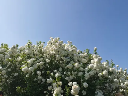 中华木绣球 中华木绣球
