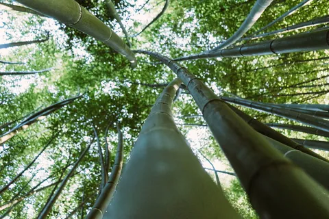 高清竹林风景摄影图 高清竹林风景摄影图