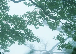 森林风景景观图片素材