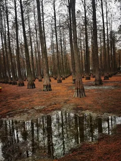 冬日唯美水上金色森林水杉