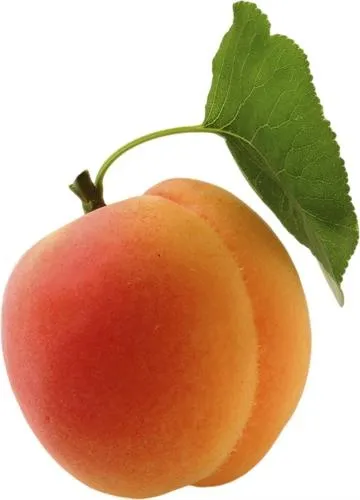 杏PNG透明图片免抠(360x500)