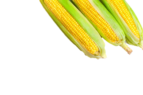 玉米 (2)超市商品白底图免抠实物摄影png格式图片透明底