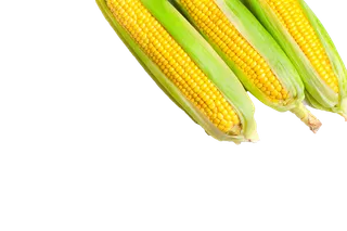 玉米 (2)超市商品白底图免抠实物摄影png格式图片透明底