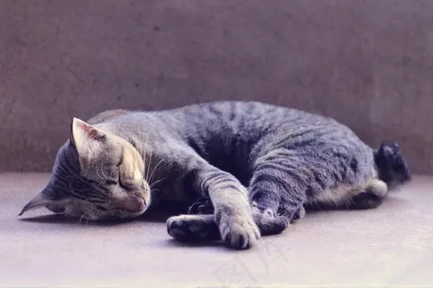 宠物猫睡觉图片 宠物猫睡觉图片