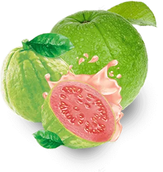 番石榴免抠素材 (12)