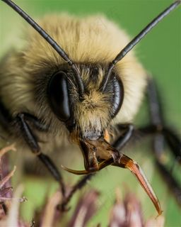 采蜜的蜜蜂昆虫素材