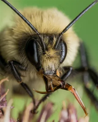 采蜜的蜜蜂昆虫素材