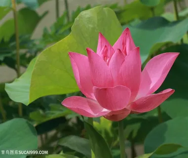 高清唯美粉色荷塘莲花鲜花图片 高清唯美粉色荷塘莲花鲜花图片