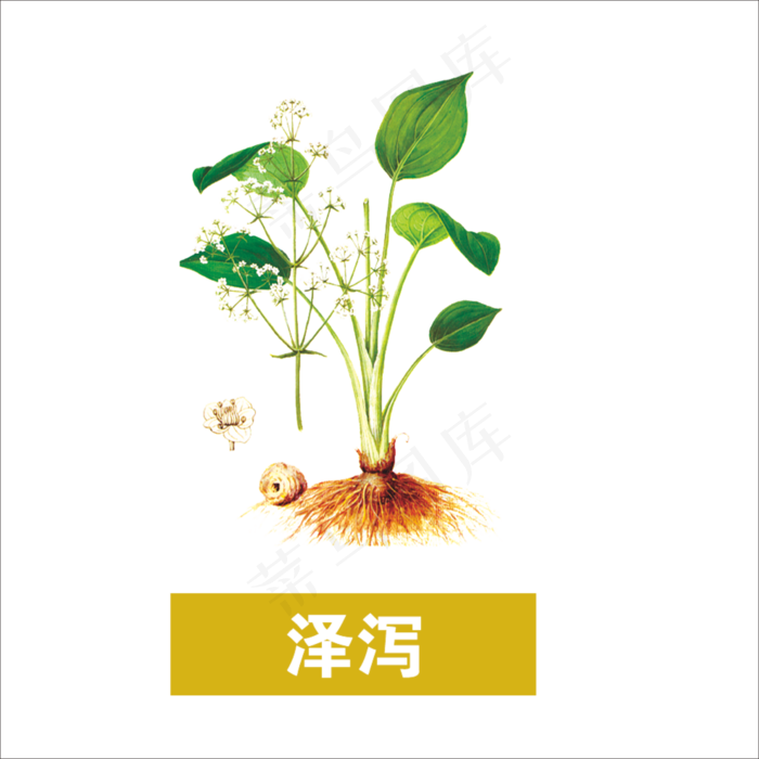 手绘草本中药药材泽泻