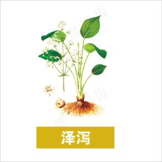 手绘草本中药药材泽泻