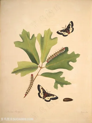 蝴蝶植物树叶绿叶复古图谱