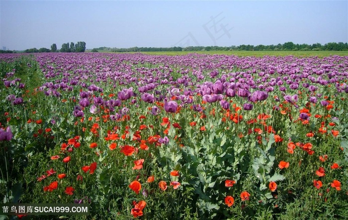 高清唯美虞美人花海图片