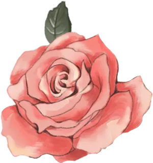 鲜花玫瑰免扣素材