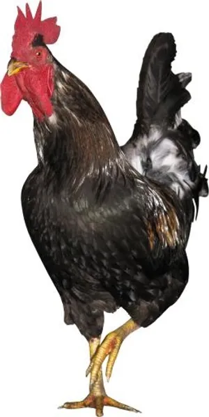 公鸡 PNG免抠