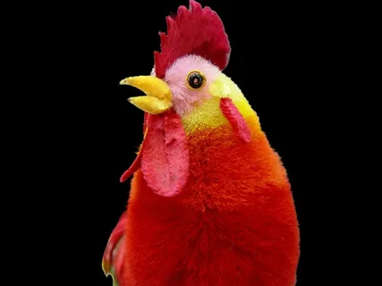 公鸡饰品新年海报背景素材高清图片