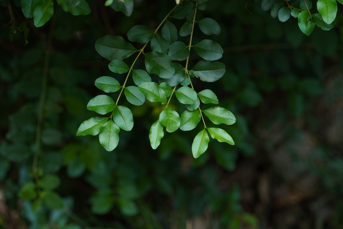 小叶女贞-绿化植物