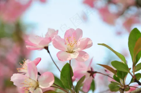粉嫩海棠花图片 粉嫩海棠花图片